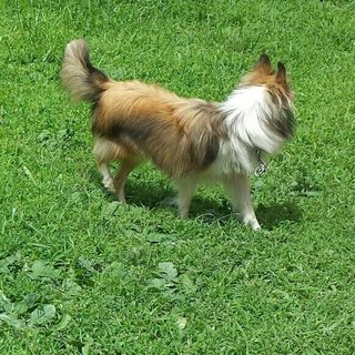 Pippin - Shetland Sheepdog Sheltie Dog