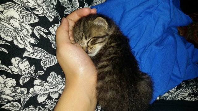 Joey - Domestic Medium Hair Cat