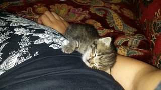 Joey - Domestic Medium Hair Cat