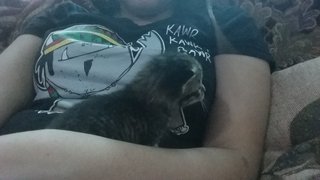Joey - Domestic Medium Hair Cat