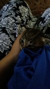 Joey - Domestic Medium Hair Cat