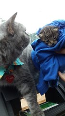 Joey - Domestic Medium Hair Cat