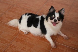 'dominos' Longcoat Chihuahua - Chihuahua Dog