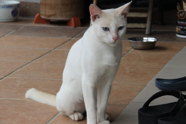 Blue Boy - Domestic Short Hair Cat