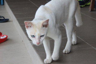 Blue Boy - Domestic Short Hair Cat