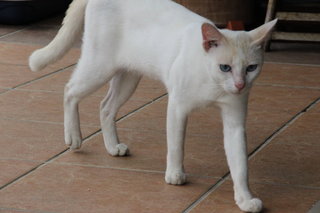 Blue Boy - Domestic Short Hair Cat