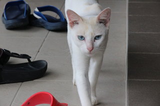 Blue Boy - Domestic Short Hair Cat