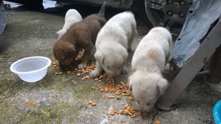 Peanut,pepper,ginger,garlic, &amp; Milo - Mixed Breed Dog