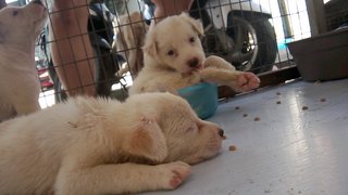 Peanut,pepper,ginger,garlic, &amp; Milo - Mixed Breed Dog