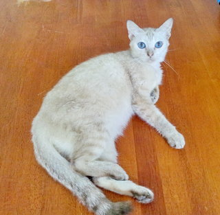 Siamese - Siamese Cat