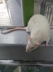 Snowy (Rat) - Rat Small & Furry