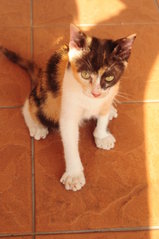 Picasso - Calico Cat