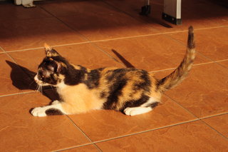 Picasso - Calico Cat