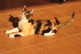 Picasso - Calico Cat