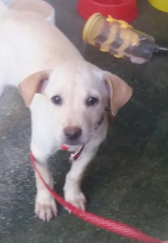 Labrador Mix Pup - Labrador Retriever Dog