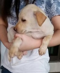 Labrador Mix Pup - Labrador Retriever Dog