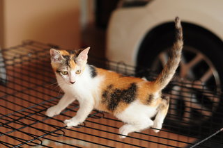 Callie Meow - Calico Cat