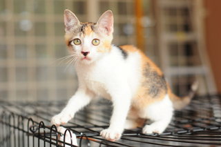 Callie Meow - Calico Cat