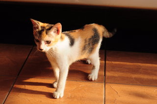 Callie Meow - Calico Cat