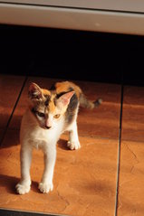 Callie Meow - Calico Cat