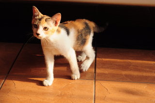 Callie Meow - Calico Cat