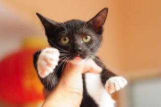 Tuxedo Babe - Tuxedo Cat