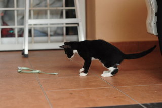 Tuxedo Babe - Tuxedo Cat