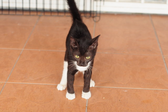 Tuxedo Babe - Tuxedo Cat