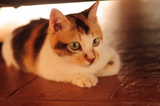 Miso Meow - Calico Cat