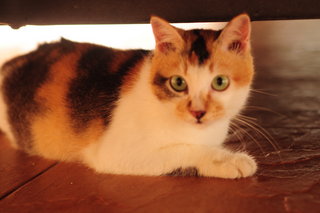 Miso Meow - Calico Cat