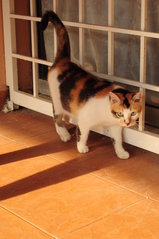 Miso Meow - Calico Cat