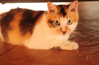 Miso Meow - Calico Cat