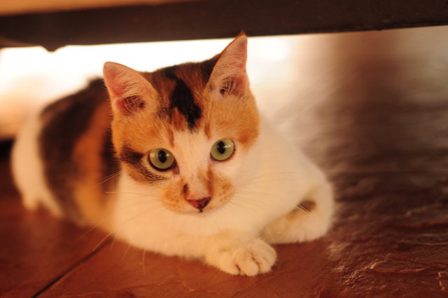 Miso Meow - Calico Cat