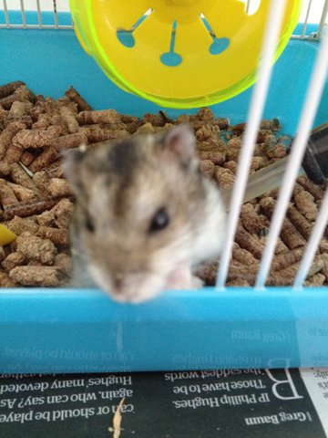 Olivia - Roborovsky's Hamster Hamster