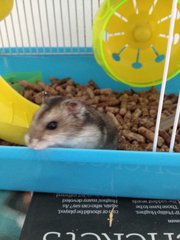 Olivia - Roborovsky's Hamster Hamster