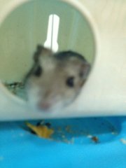 Olivia - Roborovsky's Hamster Hamster