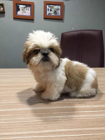 Shih Tzu - Long Coat Small Size - Shih Tzu Dog