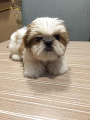 Shih Tzu - Long Coat Small Size - Shih Tzu Dog