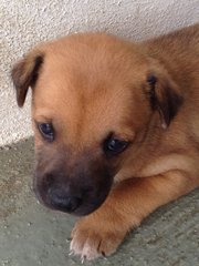 Brownie - Mixed Breed Dog