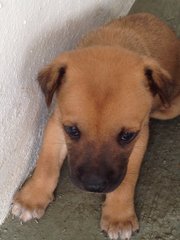 Brownie - Mixed Breed Dog