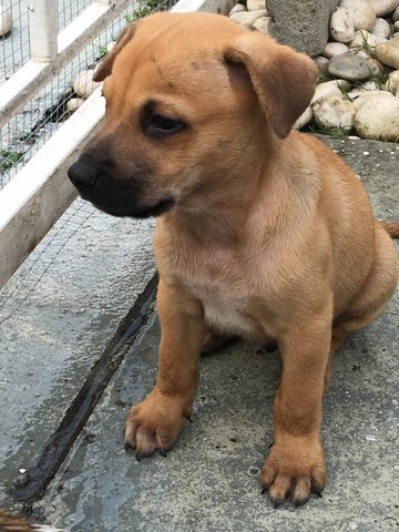 Brownie - Mixed Breed Dog