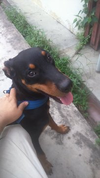 Jacky - Doberman Pinscher Dog