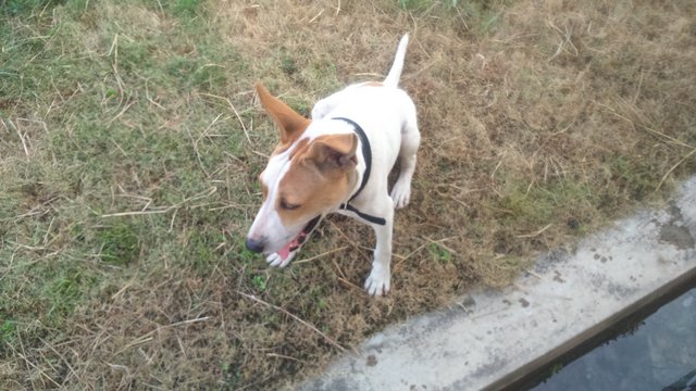 Lucky - Jack Russell Terrier Mix Dog