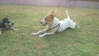 Lucky - Jack Russell Terrier Mix Dog