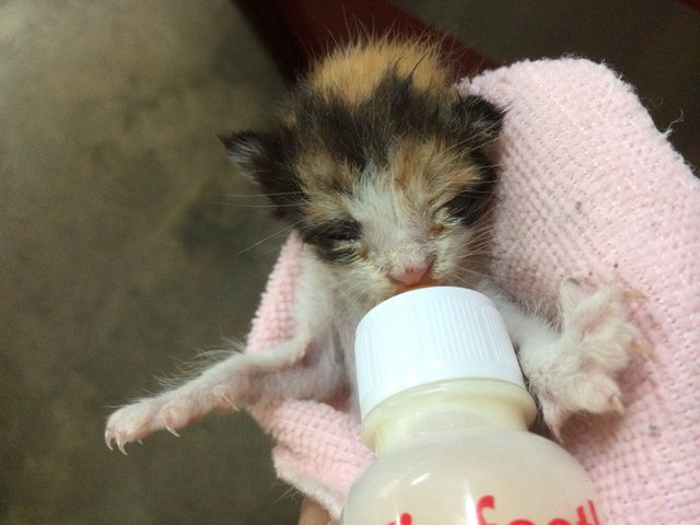 Baby - Oriental Short Hair Cat