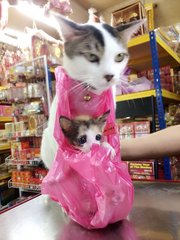 Baby - Oriental Short Hair Cat