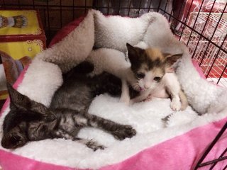 Baby - Oriental Short Hair Cat