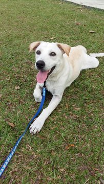 Her Her And Family - Mixed Breed Dog