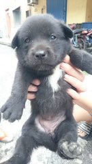 Sun Bear **adopted** - Mixed Breed Dog