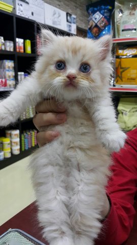 Storm Babies - Chinchilla + Persian Cat